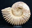 Inch Mantelliceras Ammonite - Madagascar #3315-1